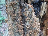 Chondrostereum purpureum image
