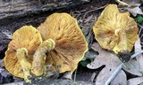 Gymnopilus luteus image