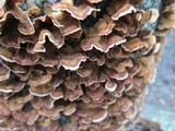 Chondrostereum purpureum image