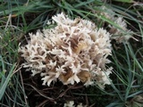 Clavulina coralloides image