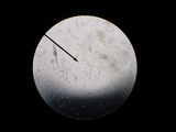Clavulina coralloides image