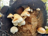 Hemipholiota populnea image