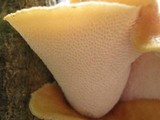 Polyporus tuberaster image