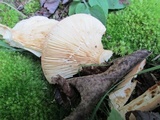 Lactarius volemus image