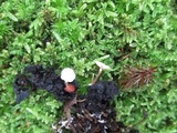 Collybia tuberosa image