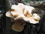 Polyporus tuberaster image