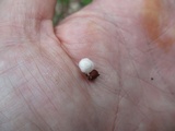 Collybia tuberosa image