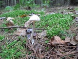 Amanita sect. Vaginatae image