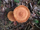 Cortinarius semisanguineus image