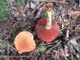 Cortinarius semisanguineus image