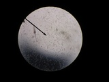 Hygrocybe miniata image