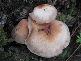 Gymnopus fusipes image