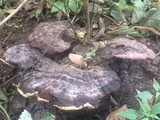 Laetiporus persicinus image