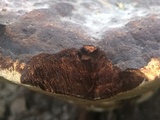 Laetiporus persicinus image