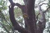 Pleurotus smithii image