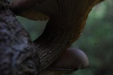 Pleurotus smithii image