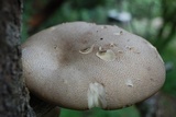 Pleurotus smithii image