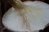 Pleurotus smithii image