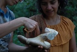 Pleurotus smithii image
