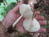 Melanoleuca verrucipes image