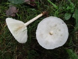 Melanoleuca verrucipes image