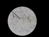 Melanoleuca verrucipes image