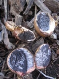 Scleroderma albidum image