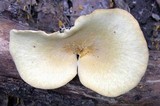 Polyporus leptocephalus image