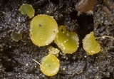 Ascobolus stercorarius image