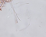 Pseudombrophila cervaria image