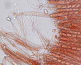 Pseudombrophila cervaria image