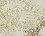 Pseudombrophila cervaria image