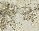 Pseudombrophila cervaria image