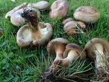 Paxillus involutus image
