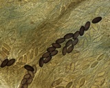 Ascobolus stercorarius image