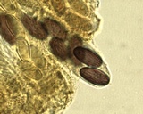 Ascobolus stercorarius image
