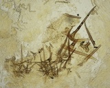 Cheilymenia stercorea image