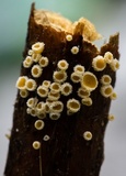 Capitotricha bicolor image