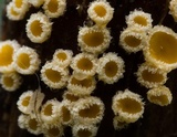 Capitotricha bicolor image