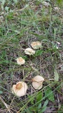 Marasmius oreades image