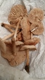 Marasmius oreades image