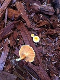 Hygrophoropsis aurantiaca image