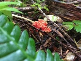 Ramaria araiospora image