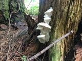 Tyromyces chioneus image