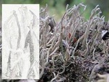 Cladonia subulata image