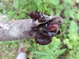 Exidia recisa image