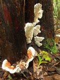 Abortiporus biennis image