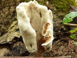 Abortiporus biennis image
