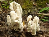 Abortiporus biennis image