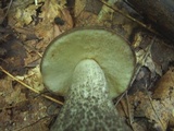 Leccinum snellii image